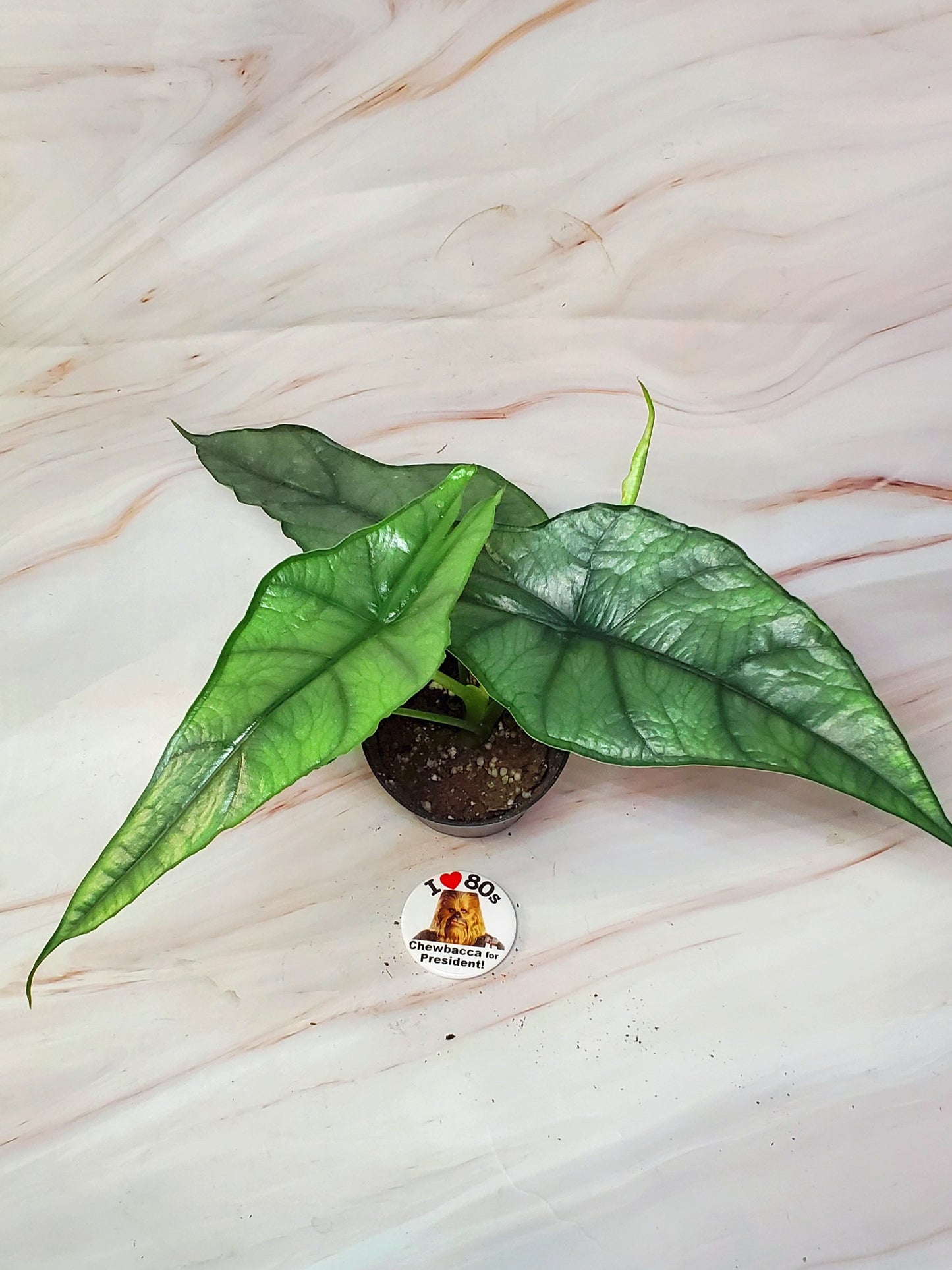 Alocasia Dragon's Breath 4in | Rare Plants