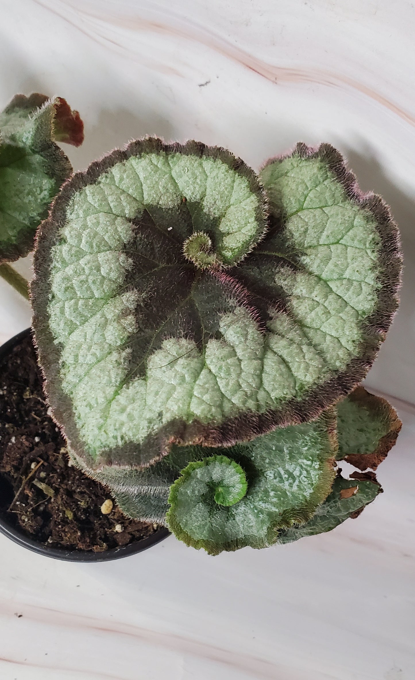 Begonia Escargot | Rex Begonia