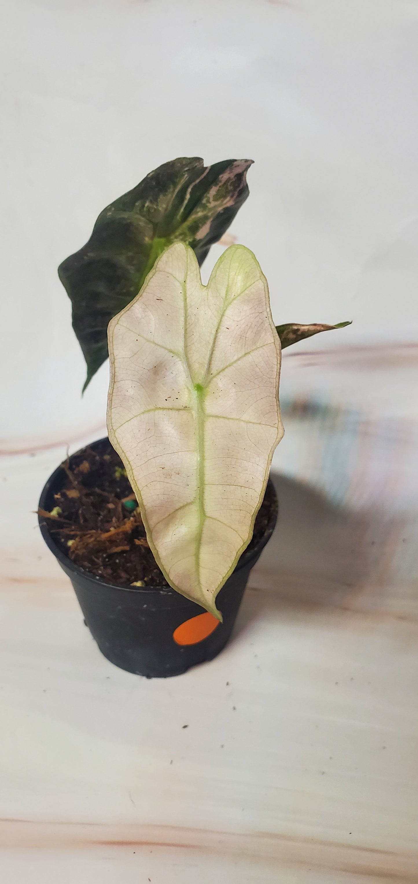 Alocasia Pink Amazonica Variegata | US Seller