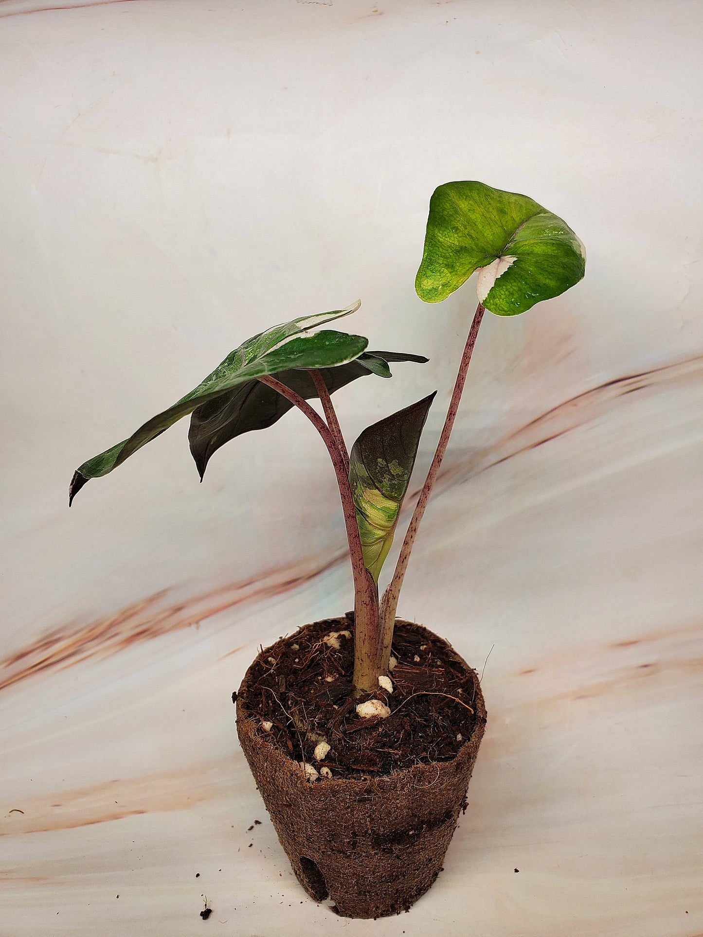 Alocasia Yucatan Princess Variegated | US Seller