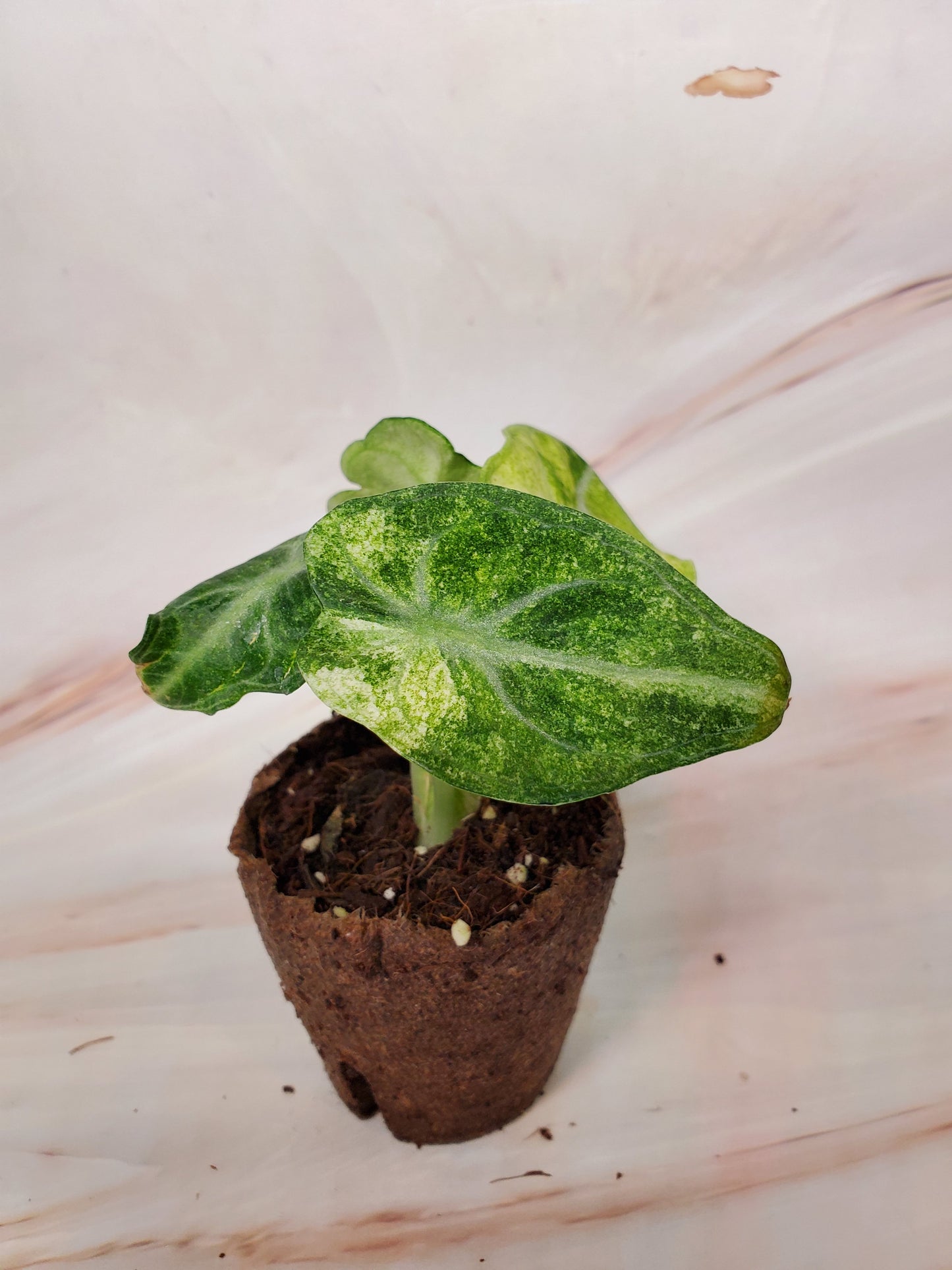 Alocasia Ninja Variegated | US Seller