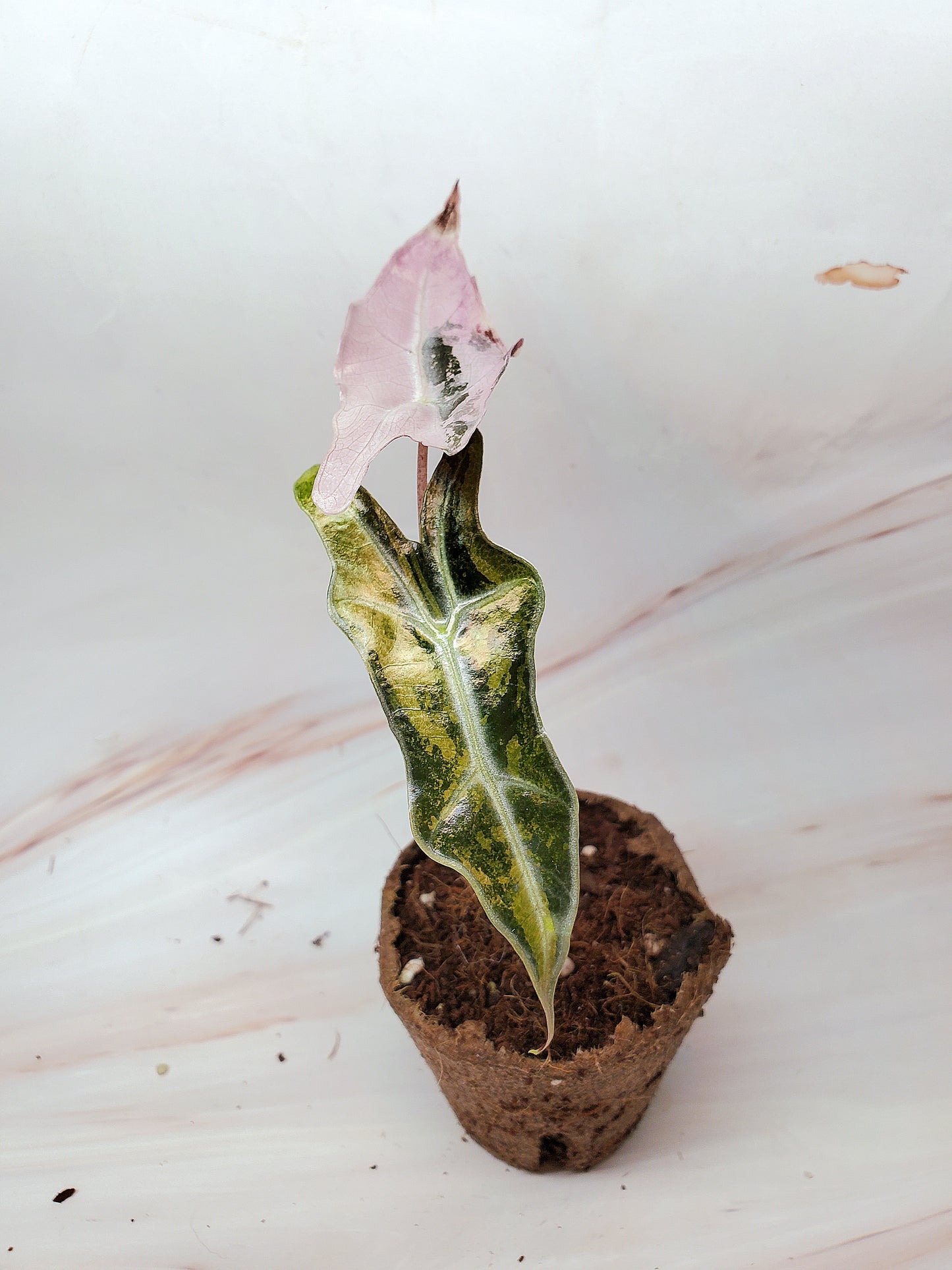 Alocasia Sanderiana Pink Nobilis Variegated | US Seller
