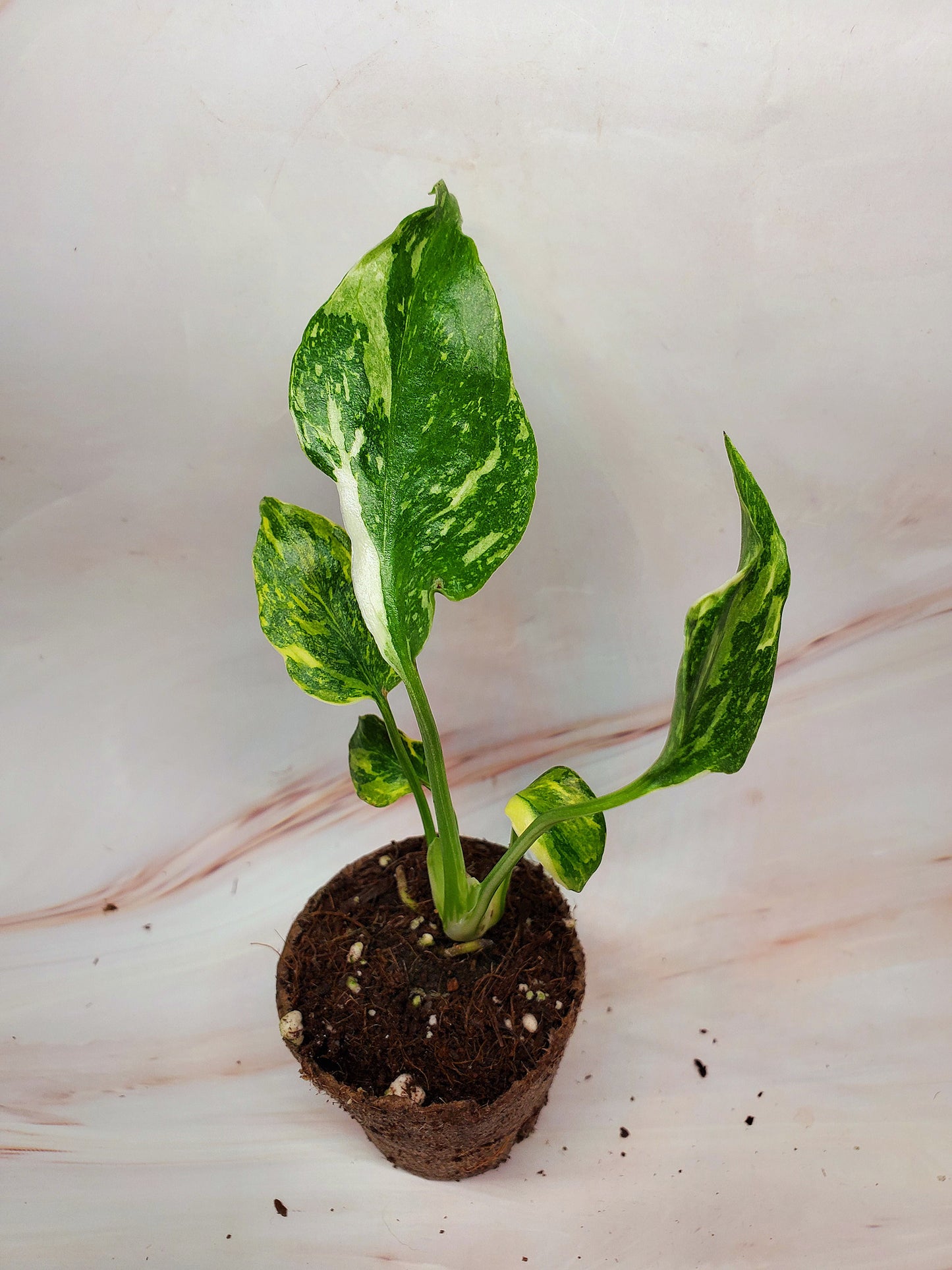 Monstera Electrolyte | US Seller