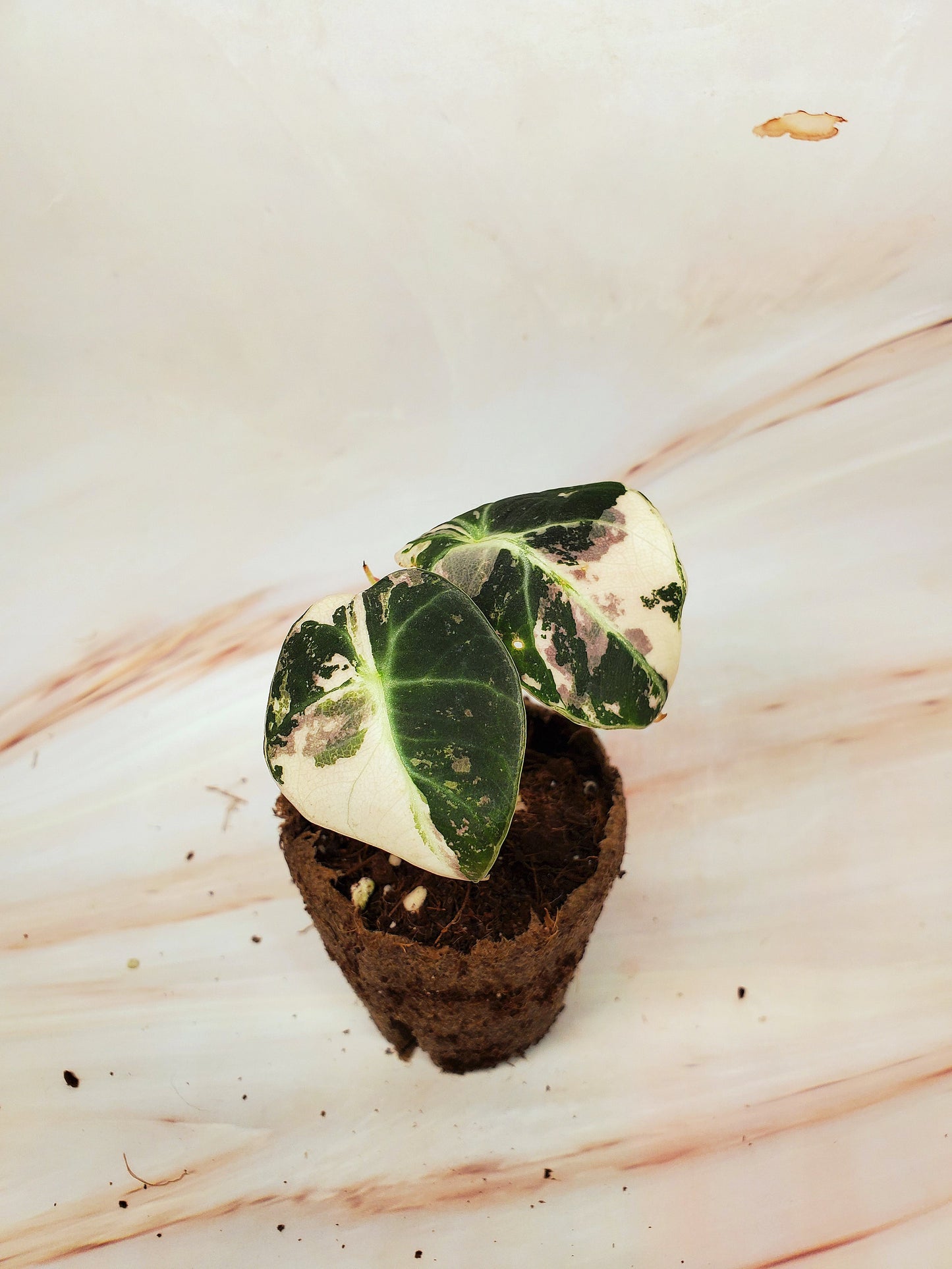 Alocasia Pink Black Velvet Variegated | US Seller
