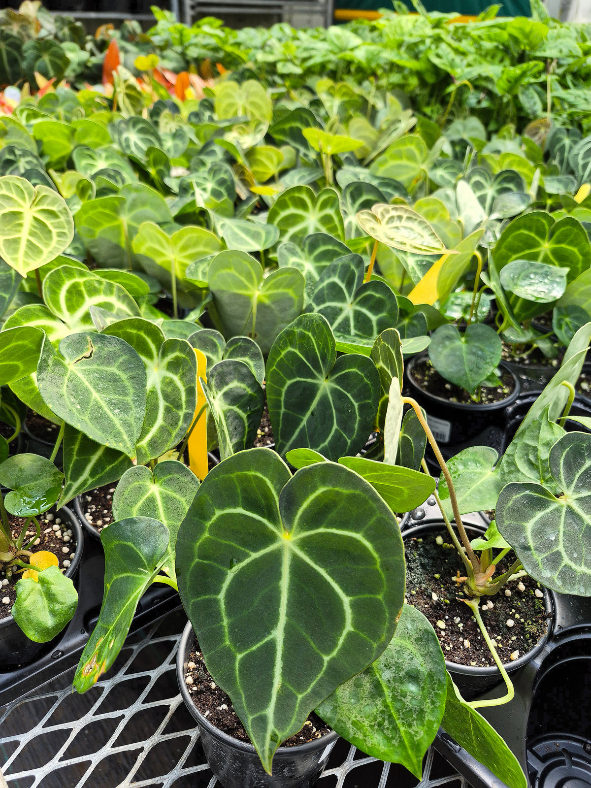 Anthurium Clarinervium 4in