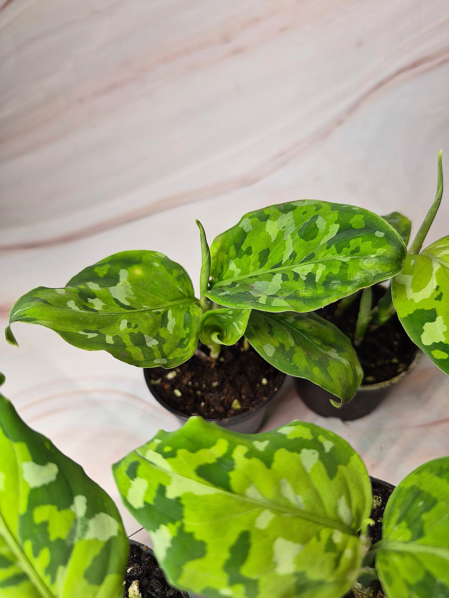 Aglaonema Pictum Tricolor 2in | Rare Plants