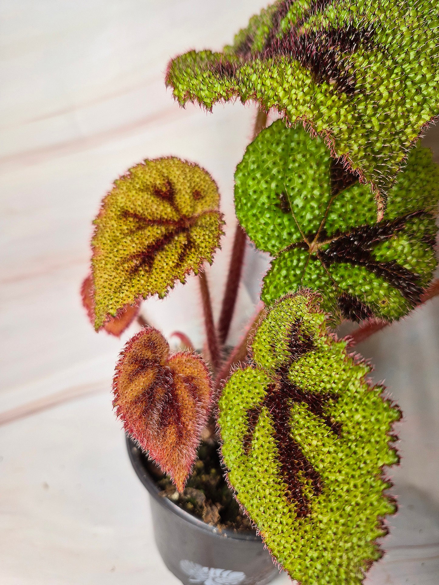Begonia masoniana | Iron Cross Begonia 4in