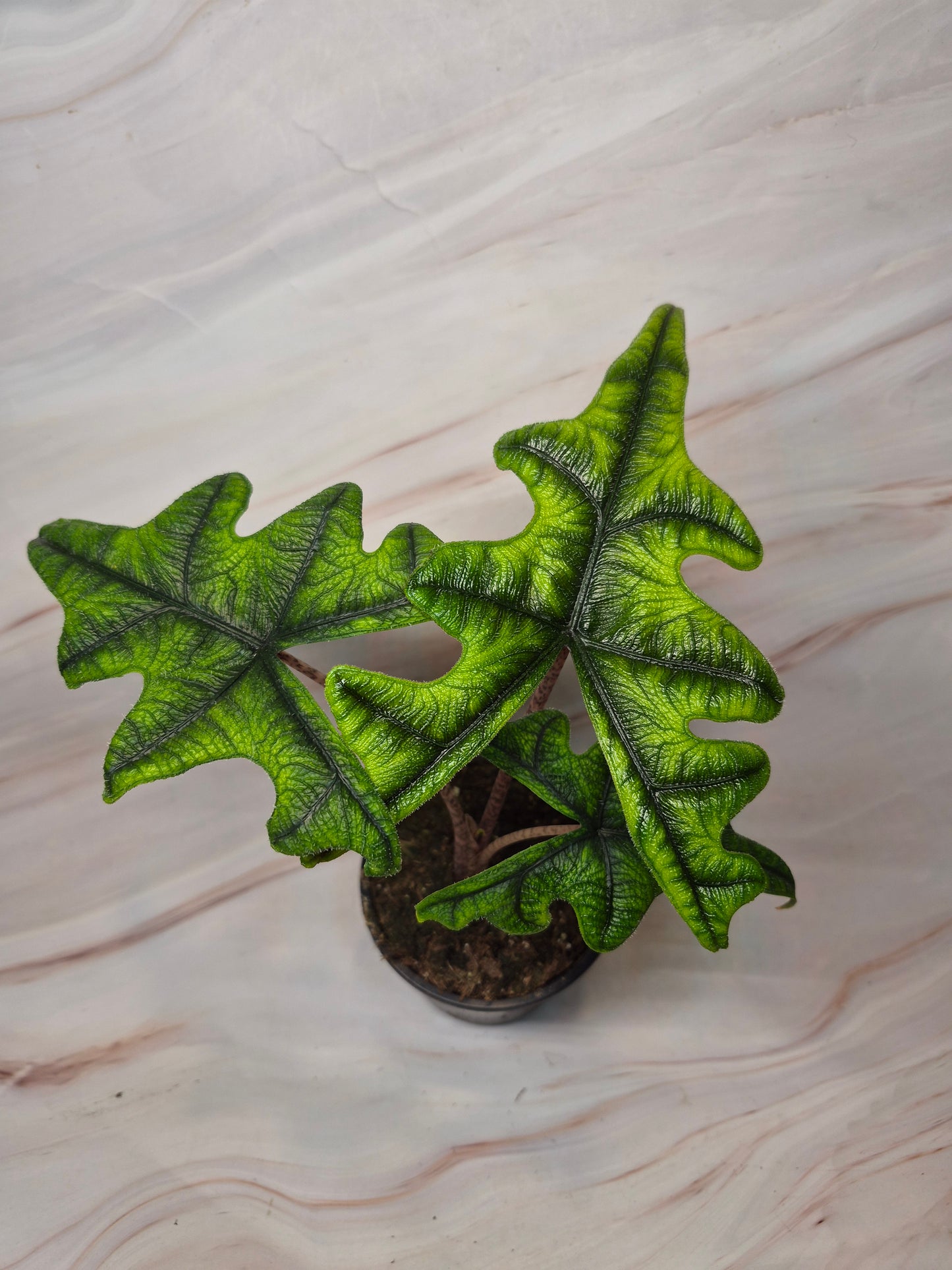 Alocasia Jacklyn 4in | Rare Plants