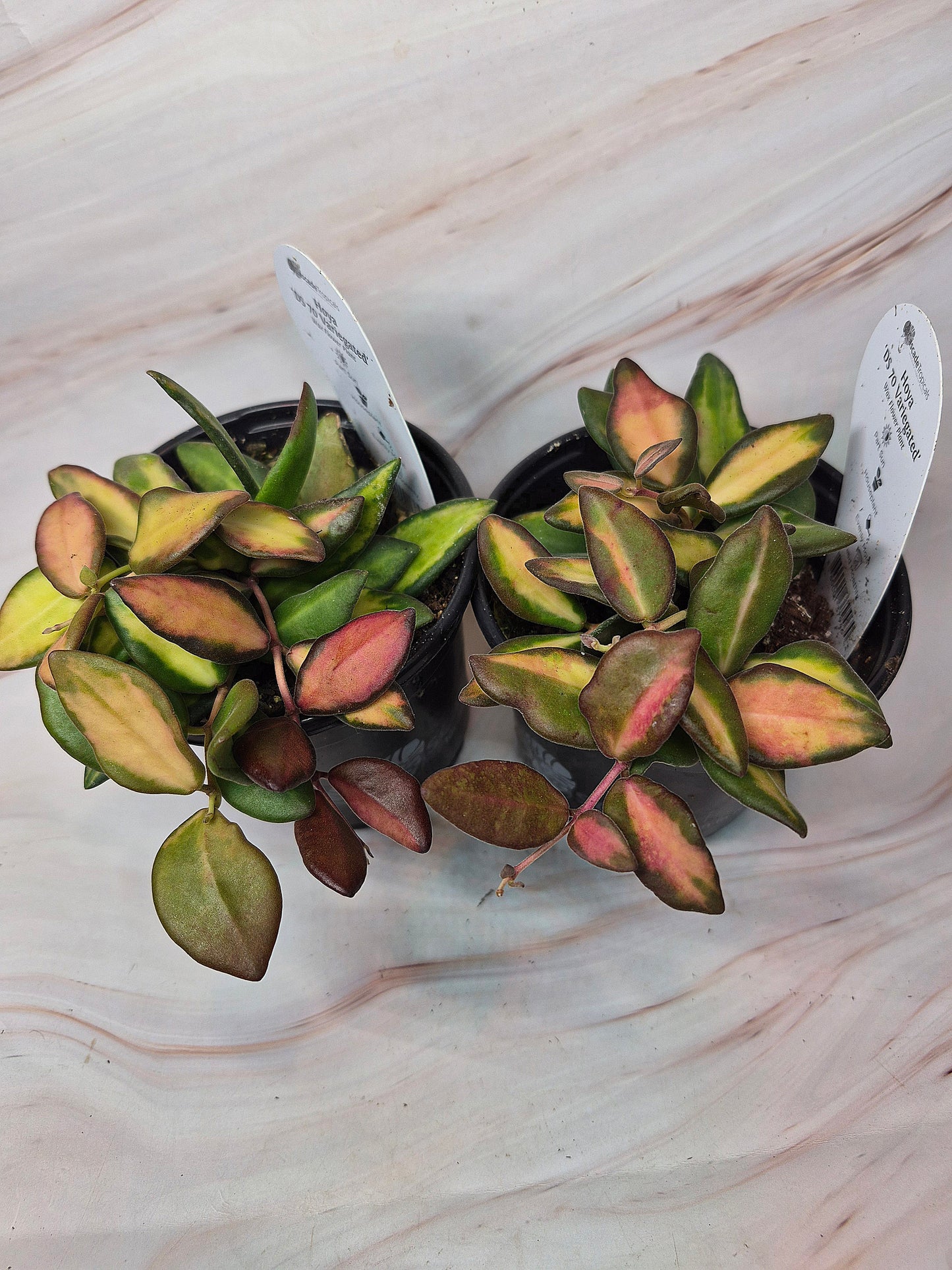 Hoya DS-70 Variegated | Rare Plants