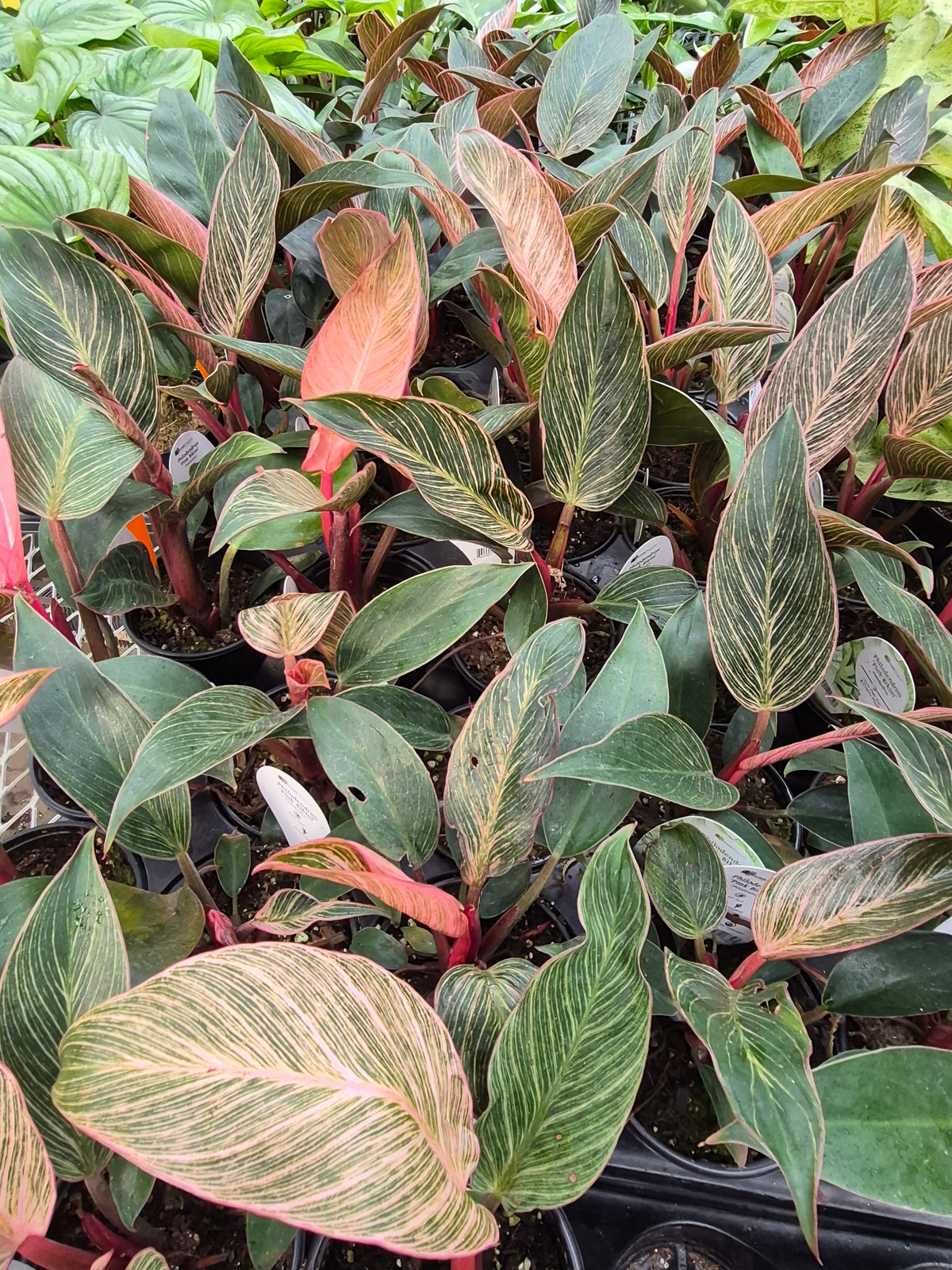 Philodendron Pink Birkin 4in | Rare Plants