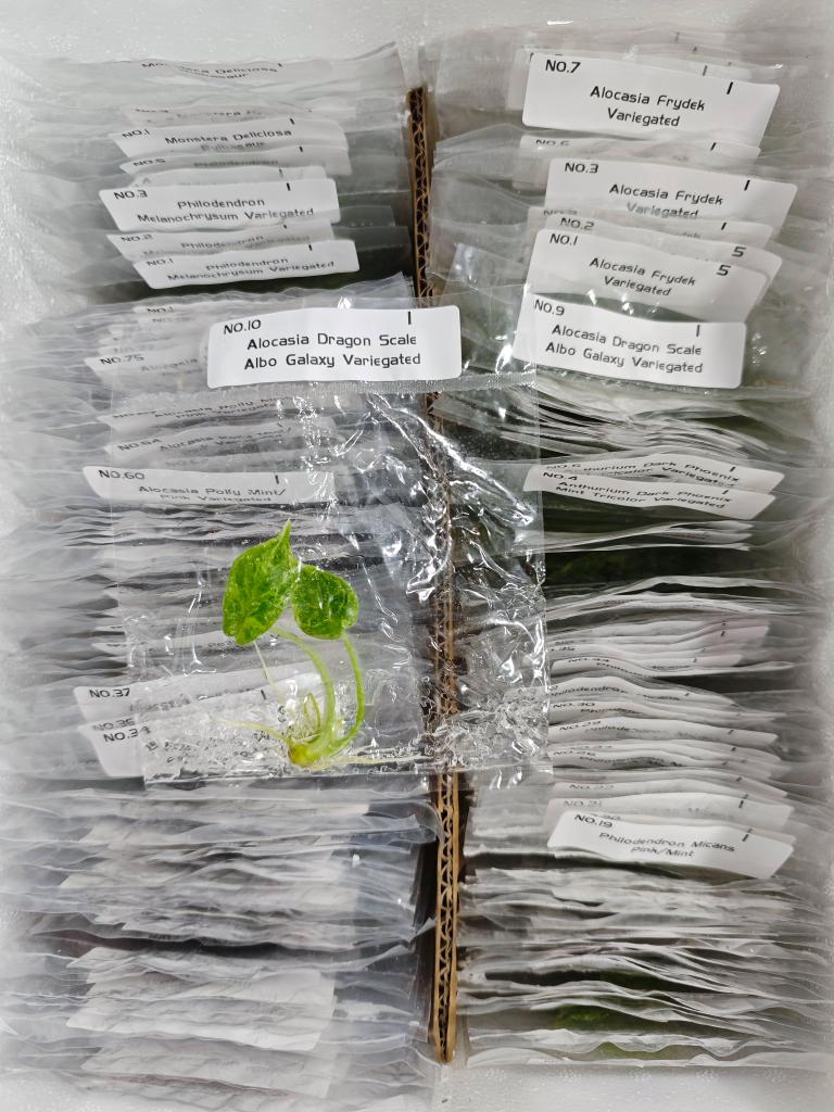 Alocasia Dragon Scale Albo Galaxy Variegated | Tissue Culture