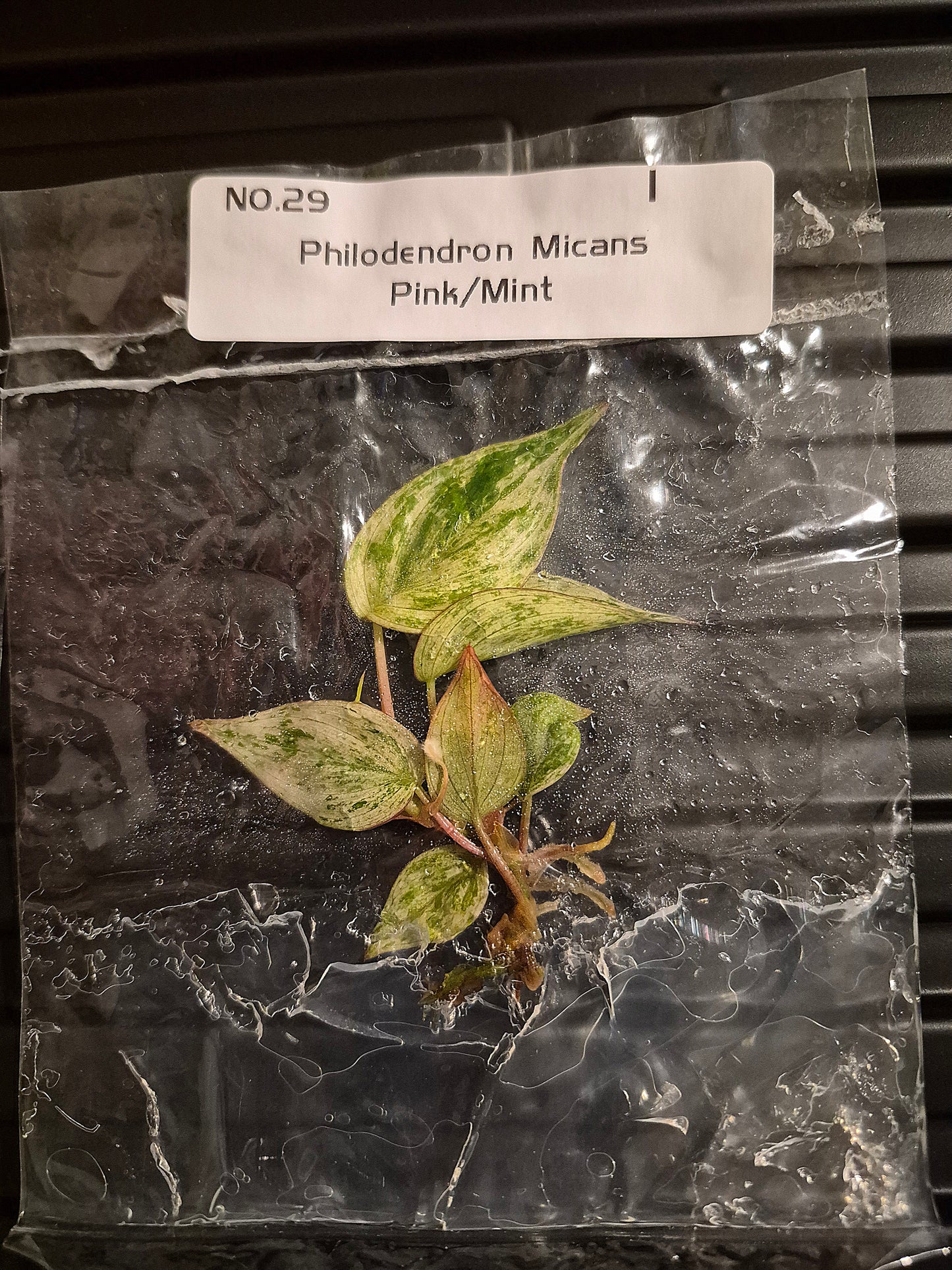 Philodendron Pink Mint Micans Tissue Culture | Rare Plants