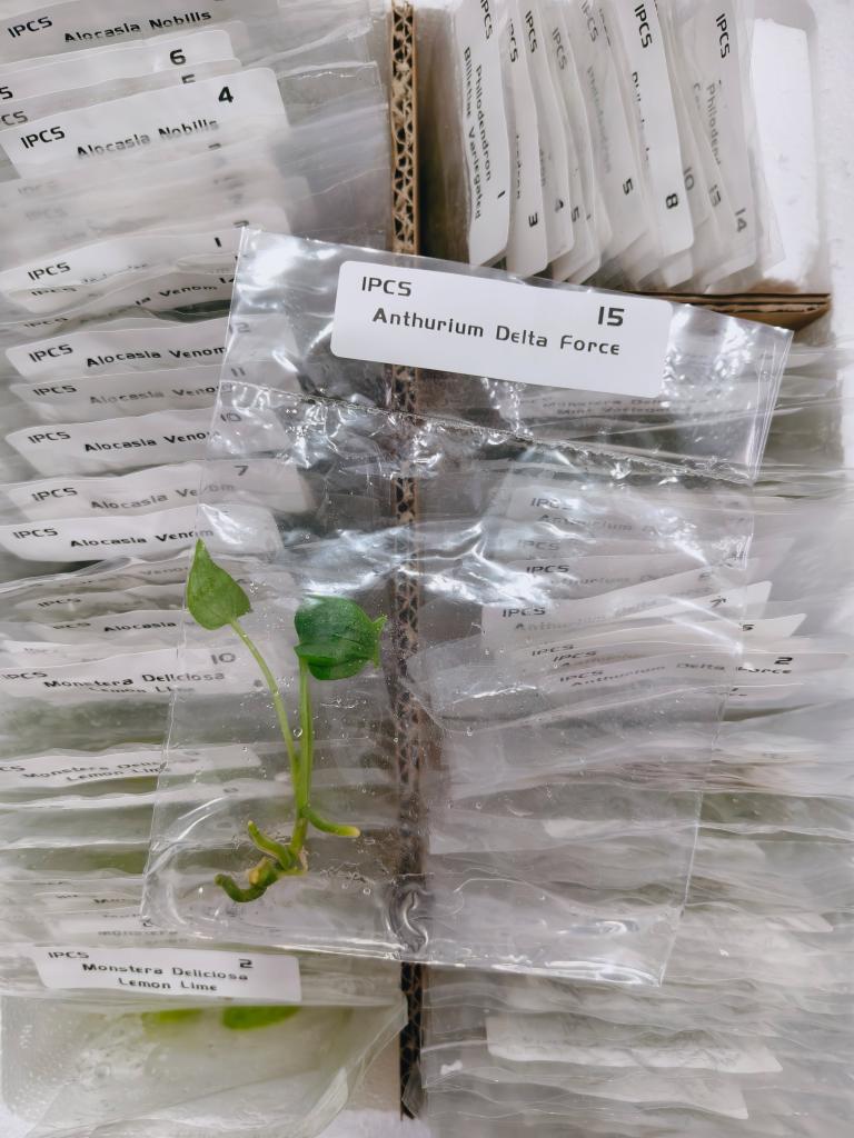 Anthurium Delta Force | Tissue Culture