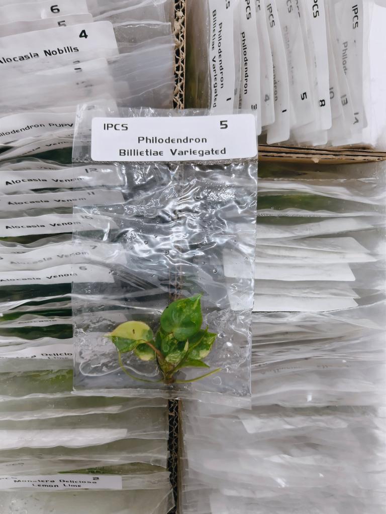 Philodendron Variegated Billietiae| Tissue Culture
