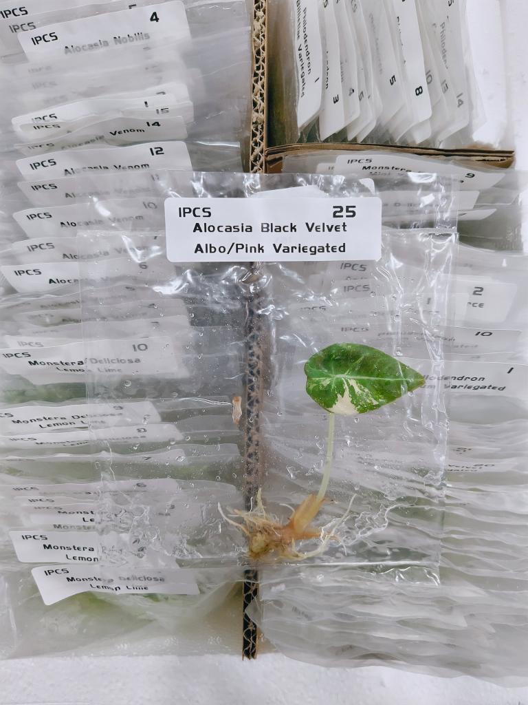 Alocasia Pink Black Velvet Variegated | Tissue Culture