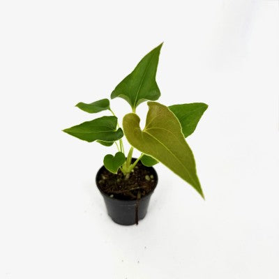 Anthurium x ferrierense 'Crisped'