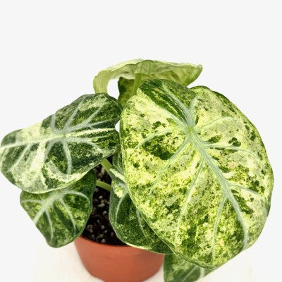 Alocasia Ninja Variegated | US Seller