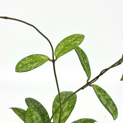 Hoya Crassipetiola Super Splash