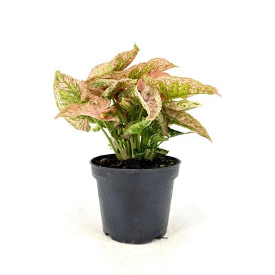 Syngonium 'Pink Rolli'