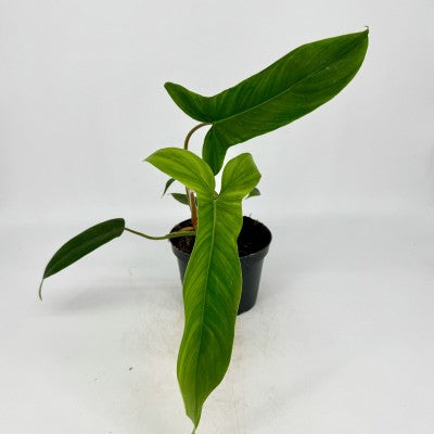 Philodendron '69686' | Bette Waterbury
