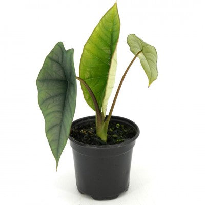 Alocasia Platinum 4in | Rare Plants
