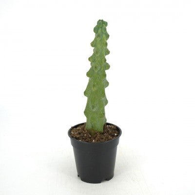 Myrtillocactus geo. 'Fukurokuryuzinboku' | Boobie Cactus 4in