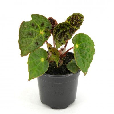 Begonia ferox | Fierce Begonia 4in