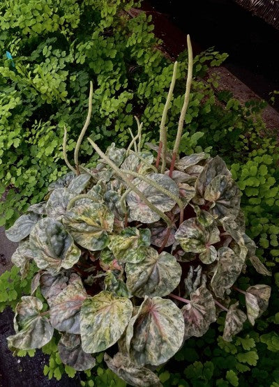 Peperomia caperata 'Pink Lady' 2in