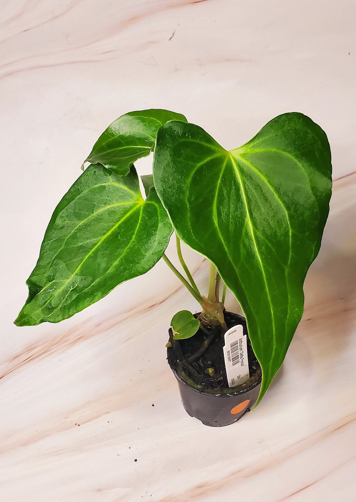 Anthurium