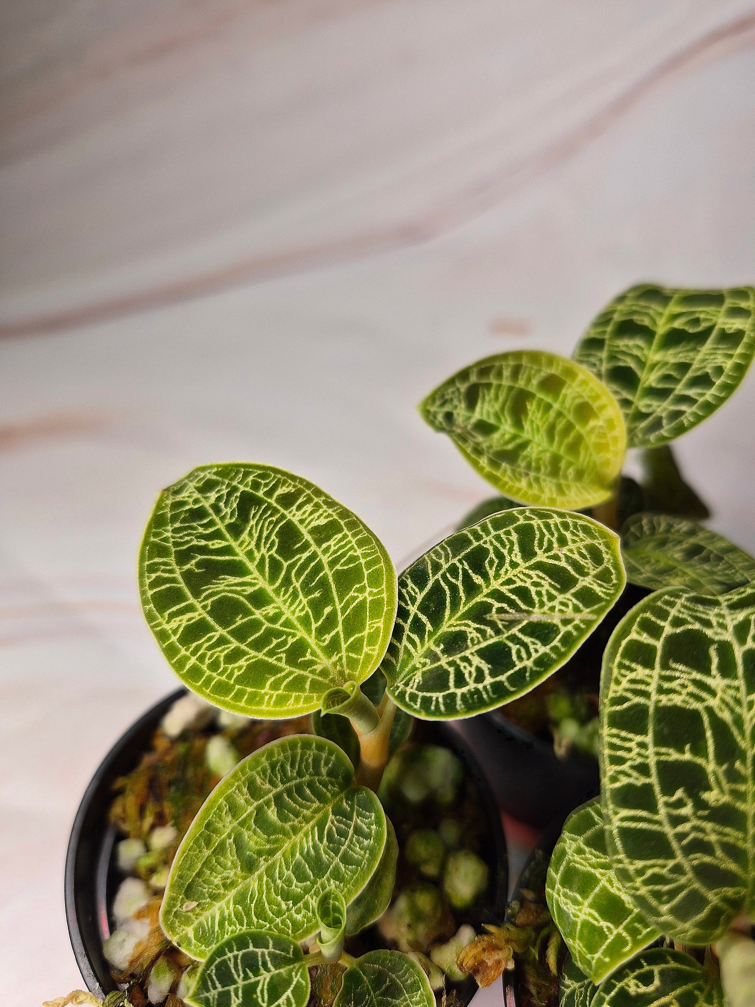 Other Plants
