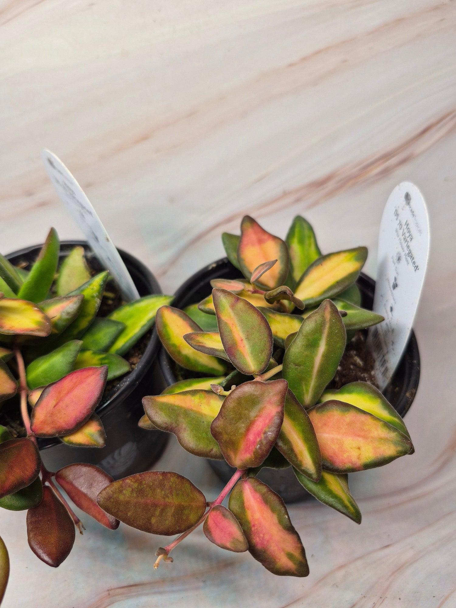 Hoya