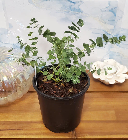 LIVE 'Baby Blue' Eucalyptus 4" EXACT Plant