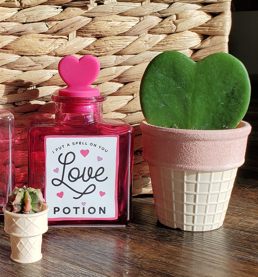 Hoya Heart in Ice Cream Cone Planter | Hoya Kerrii | Cute House Plants | Valentine's Gift