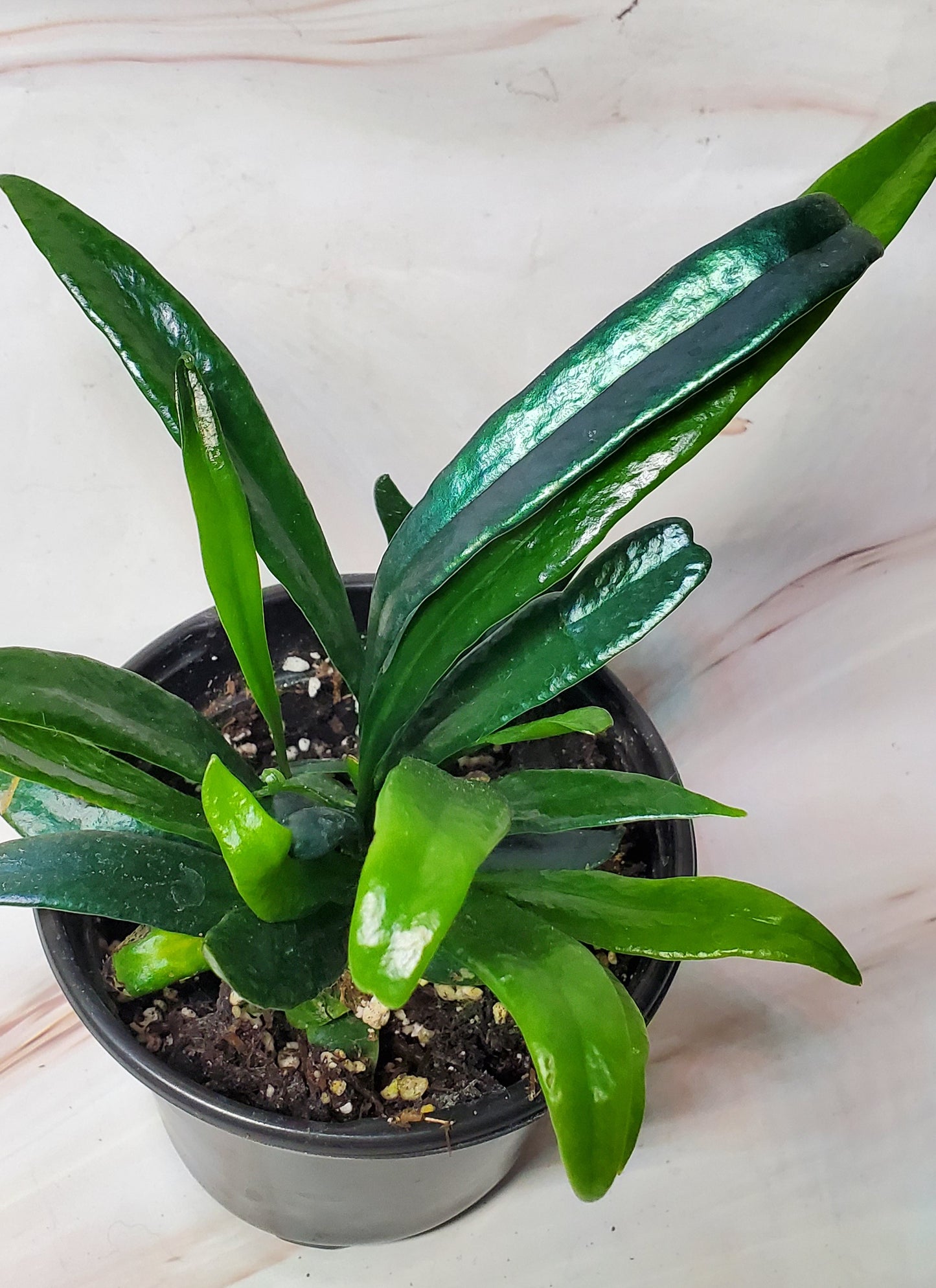 Blue Oil Fern | Rare Plants