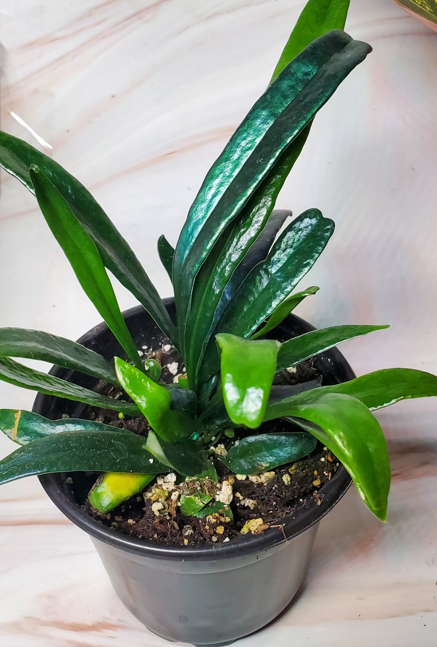 Blue Oil Fern | Rare Plants