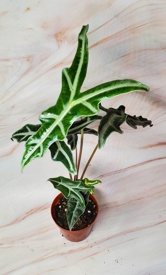Alocasia Nobilis 4in | Rare Plants