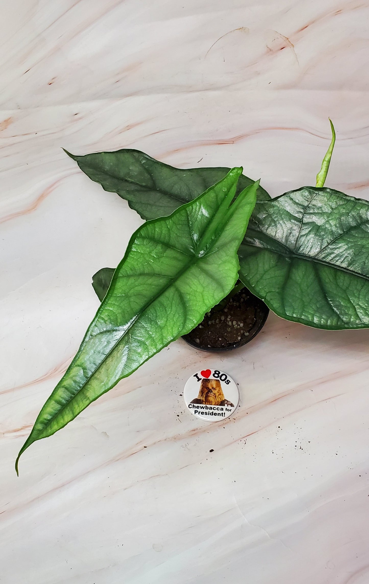 Alocasia Dragon's Breath 4in | Rare Plants