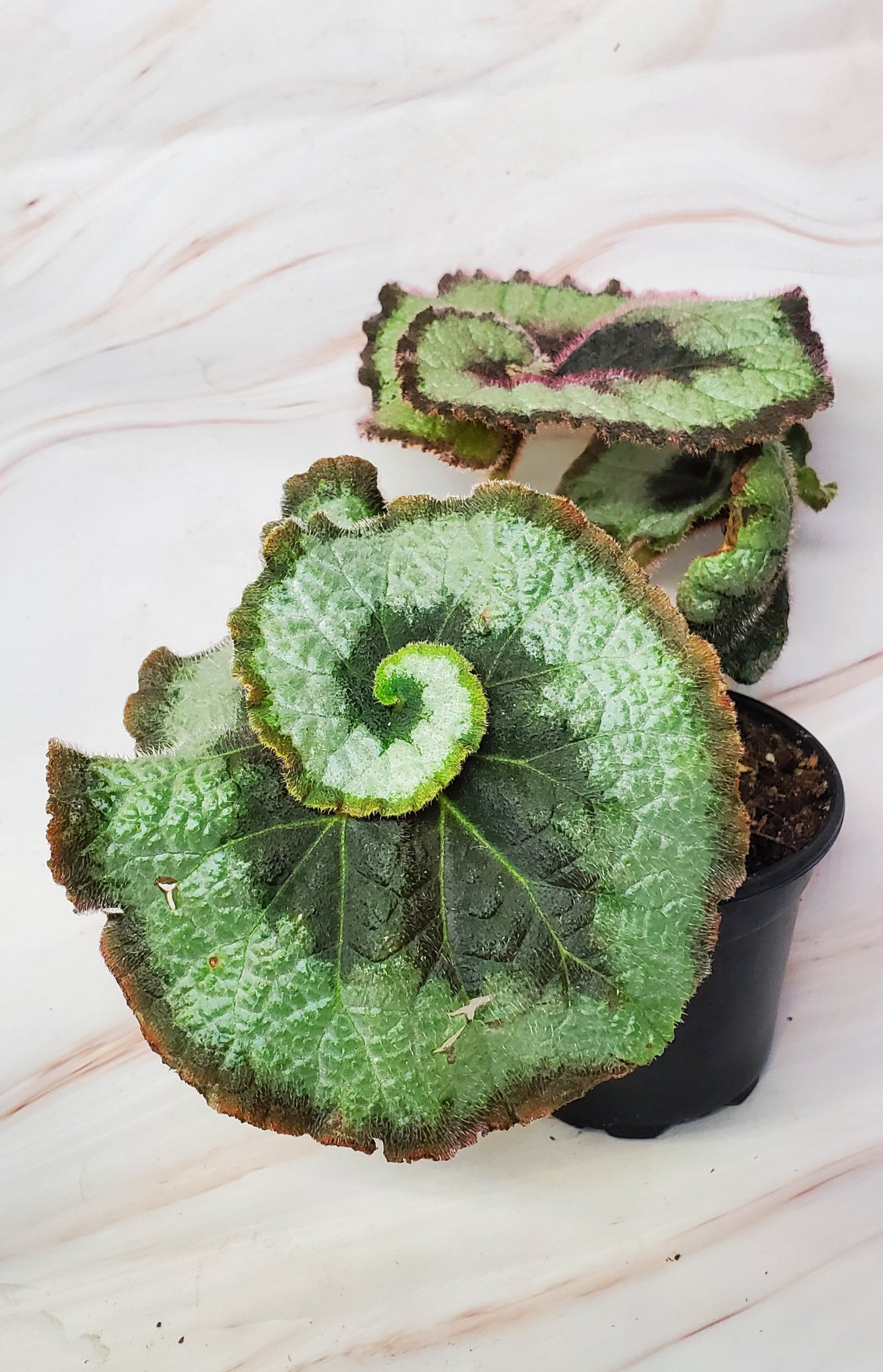 Begonia Escargot | Rex Begonia