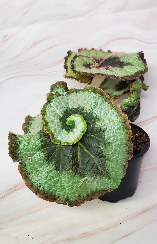Begonia Escargot | Rex Begonia