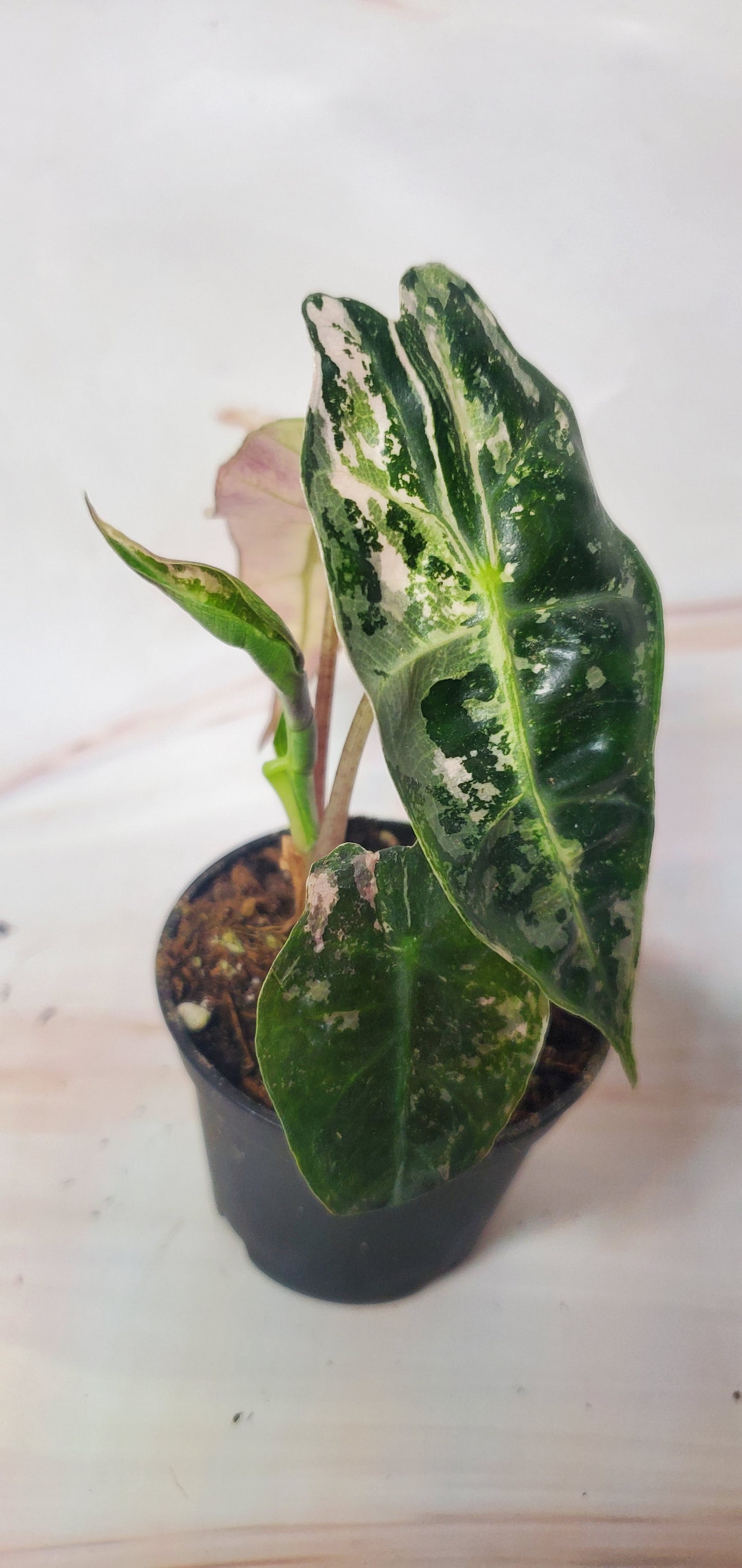Alocasia Pink Amazonica Variegata | US Seller