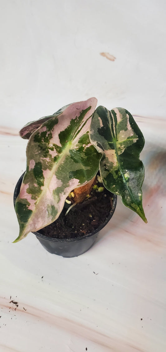 Alocasia Pink Amazonica Variegata | US Seller