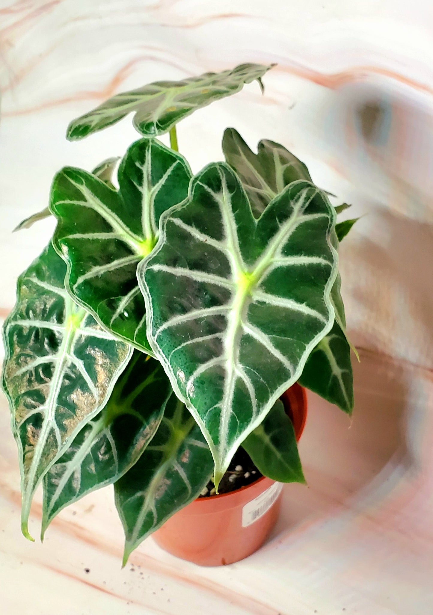 Alocasia Parasol 4in