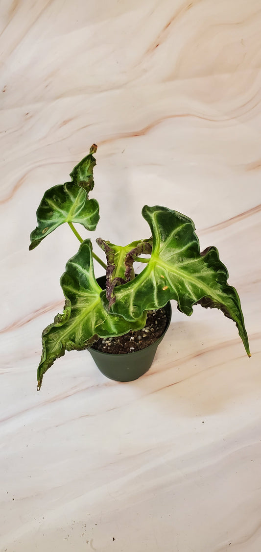 Alocasia Loco 4in | Rare Plants