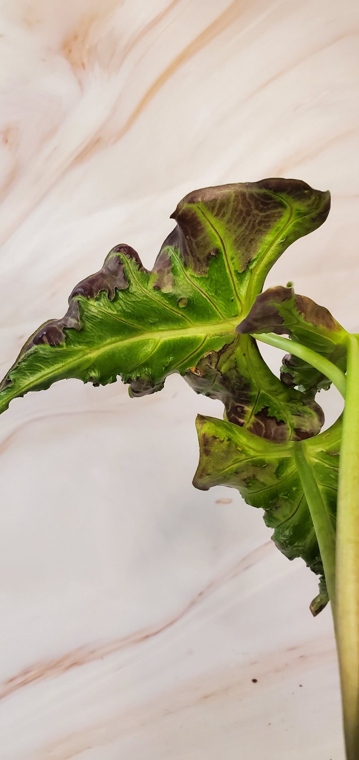 Alocasia Loco 4in | Rare Plants