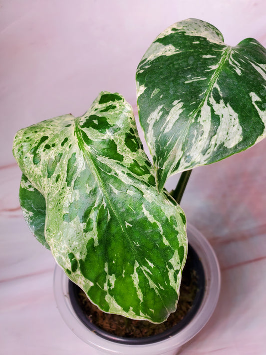 Monstera Bulbasaur | US Seller