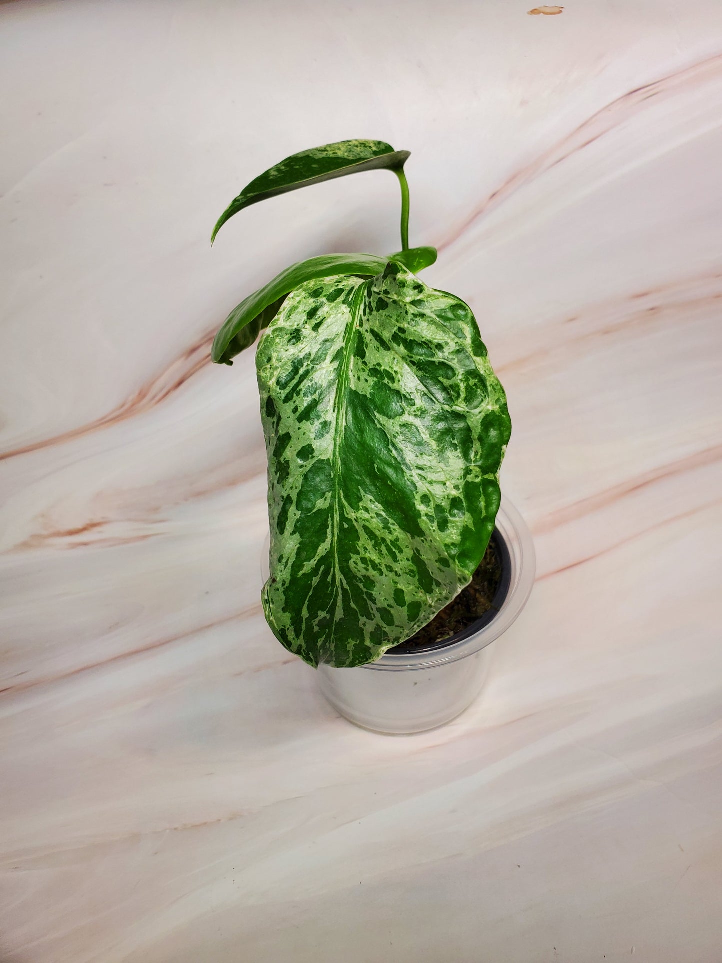 Monstera Bulbasaur | US Seller