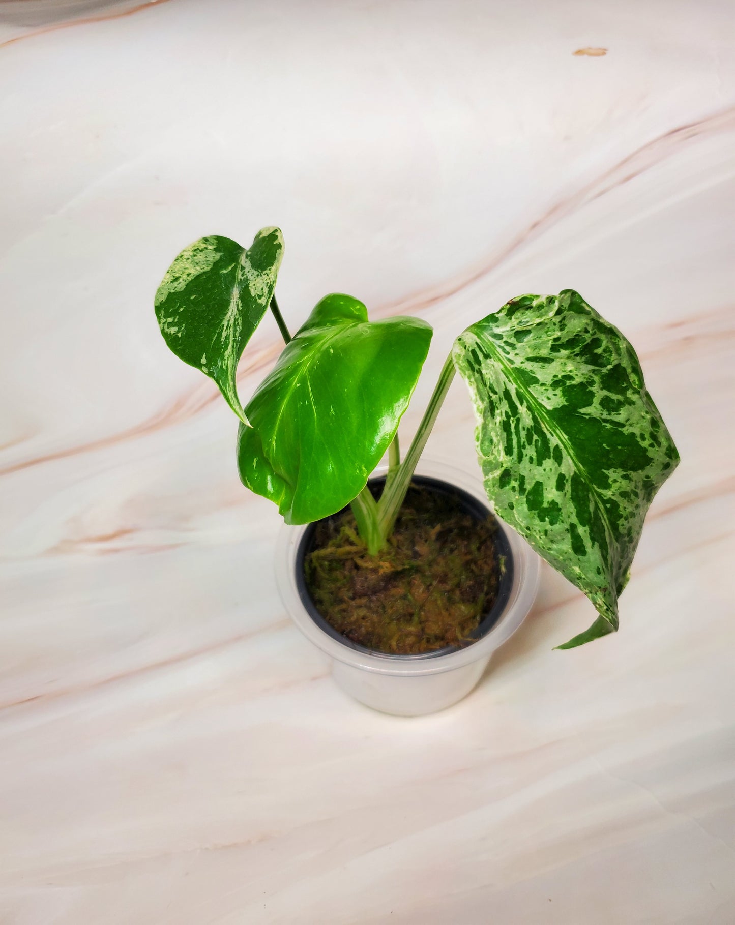 Monstera Bulbasaur | US Seller