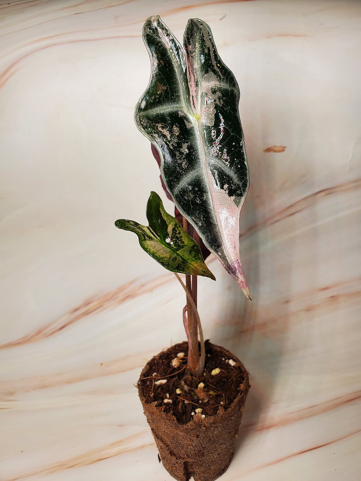 Alocasia Sanderiana Pink Nobilis Variegated | US Seller