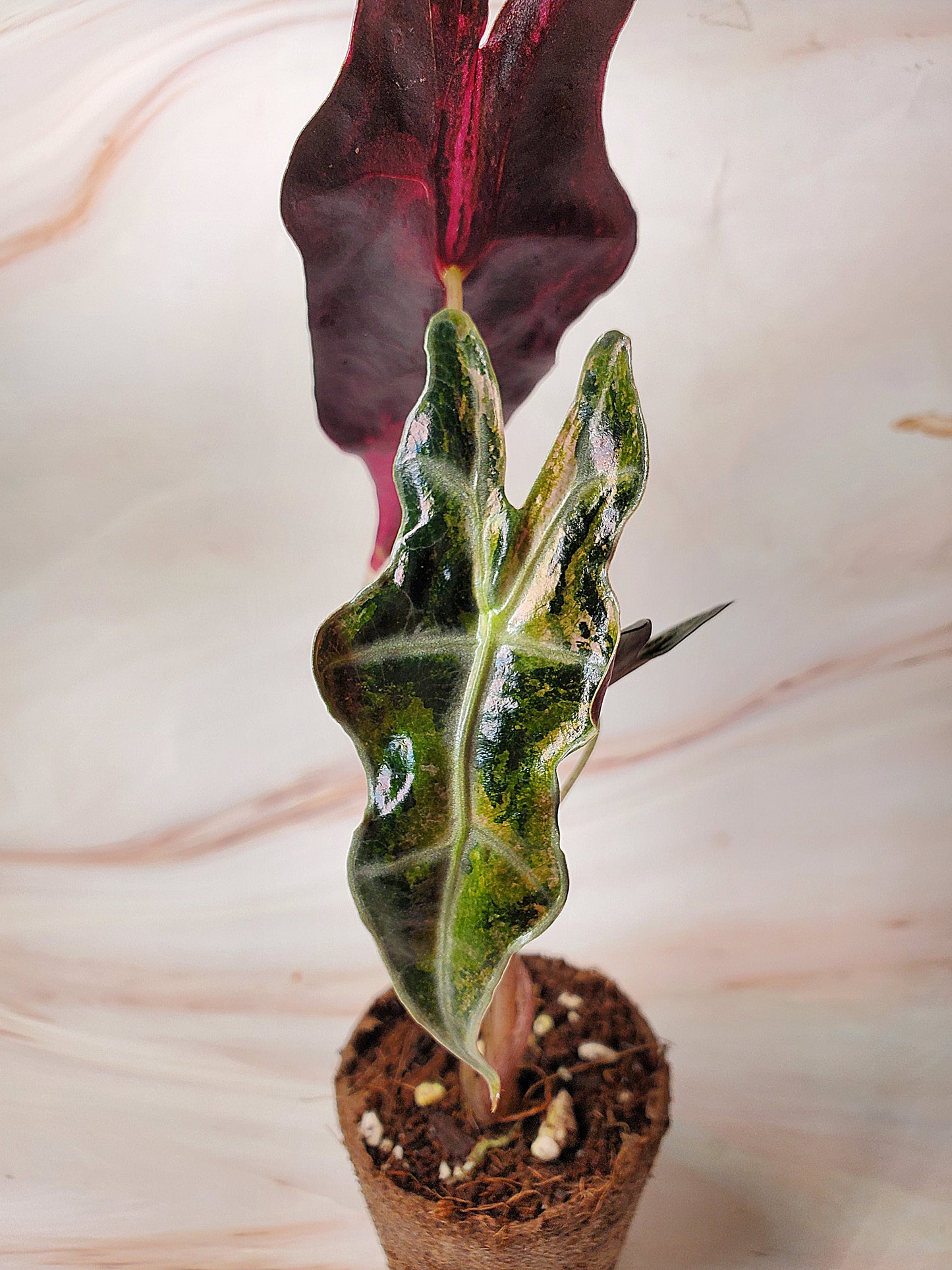 Alocasia Sanderiana Pink Nobilis Variegated | US Seller