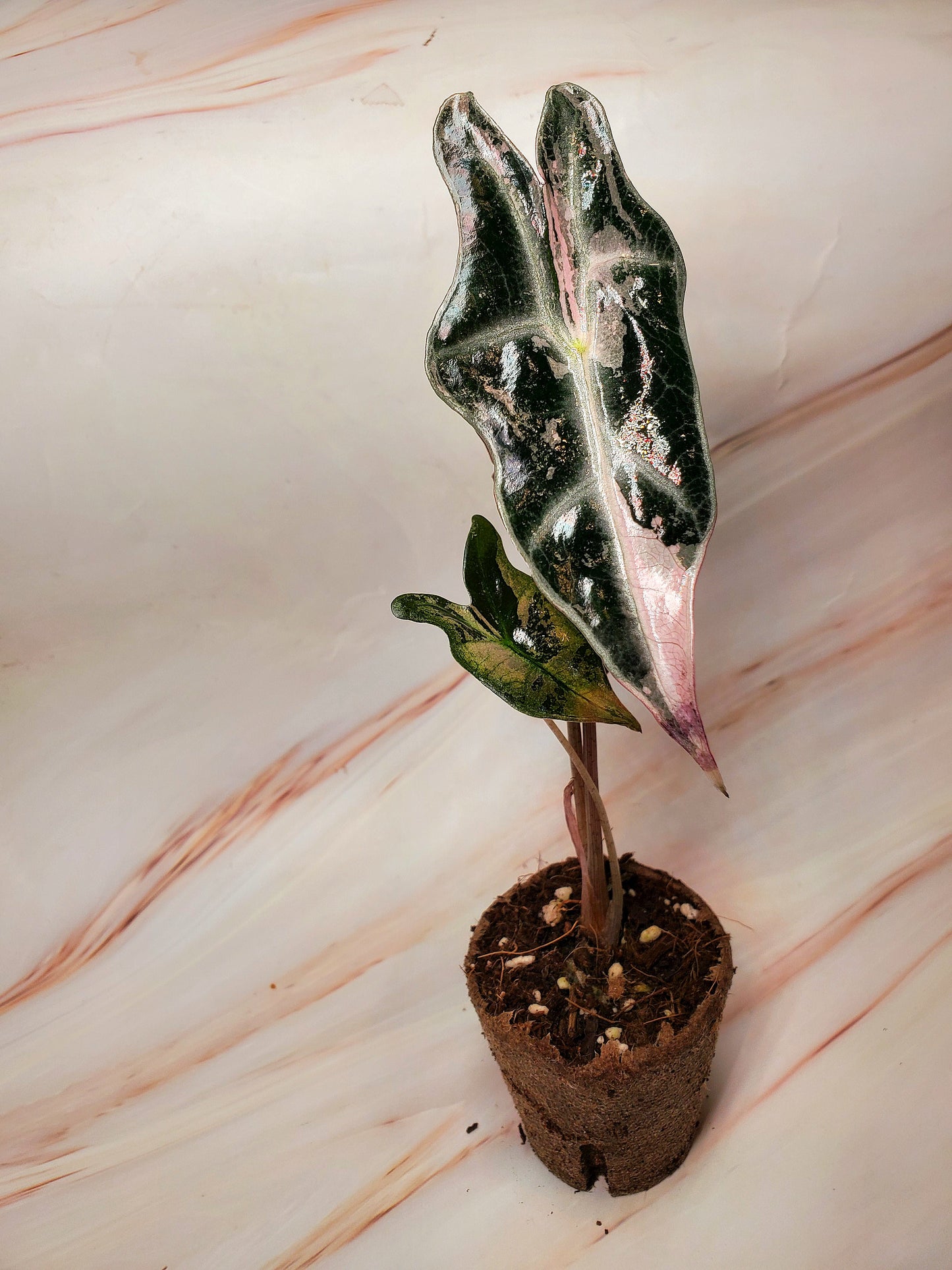 Alocasia Sanderiana Pink Nobilis Variegated | US Seller